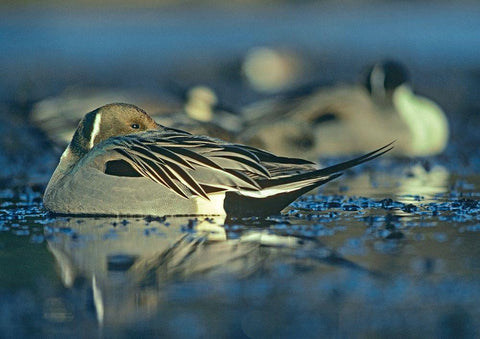 Northern Pintail Drake Snoozing White Modern Wood Framed Art Print with Double Matting by Fitzharris, Tim