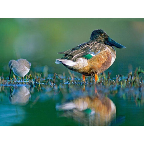 Northern Shoveler Drake with Sandpiper Black Modern Wood Framed Art Print with Double Matting by Fitzharris, Tim