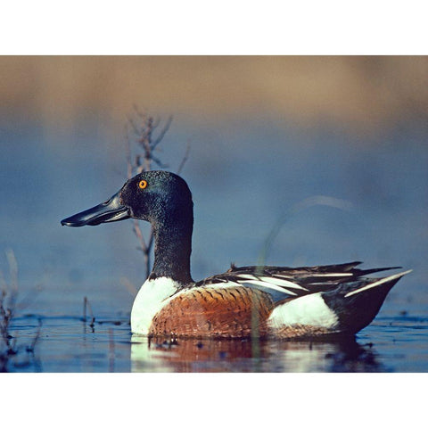 Northern Shoveler Drake Gold Ornate Wood Framed Art Print with Double Matting by Fitzharris, Tim