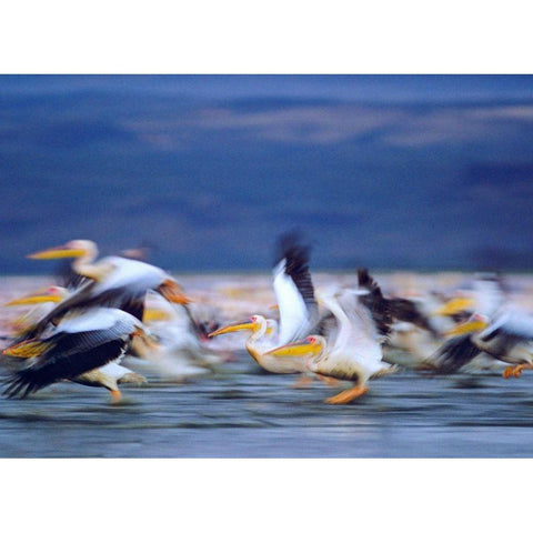 African White Pelicans Black Modern Wood Framed Art Print with Double Matting by Fitzharris, Tim