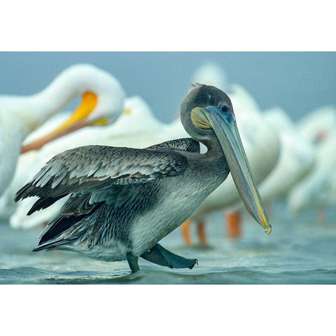 Brown Pelican with White Pelicans Black Modern Wood Framed Art Print with Double Matting by Fitzharris, Tim