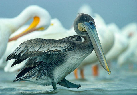 Brown Pelican with White Pelicans Black Ornate Wood Framed Art Print with Double Matting by Fitzharris, Tim