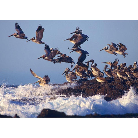 Brown Pelicans on Rock White Modern Wood Framed Art Print by Fitzharris, Tim