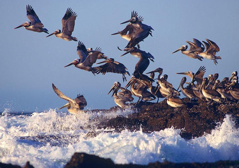 Brown Pelicans on Rock White Modern Wood Framed Art Print with Double Matting by Fitzharris, Tim