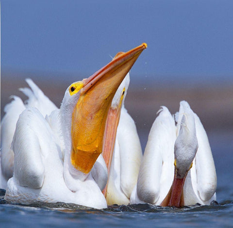 White Pelicans Swallowing Fish Black Ornate Wood Framed Art Print with Double Matting by Fitzharris, Tim