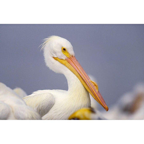White Pelican Black Modern Wood Framed Art Print with Double Matting by Fitzharris, Tim