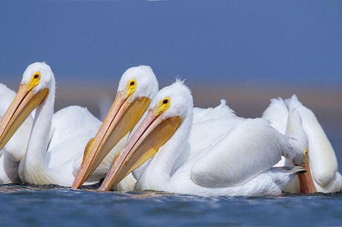 White Pelicans White Modern Wood Framed Art Print with Double Matting by Fitzharris, Tim