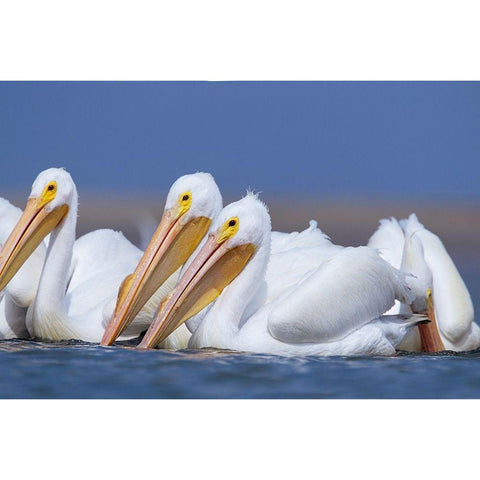 White Pelicans Gold Ornate Wood Framed Art Print with Double Matting by Fitzharris, Tim