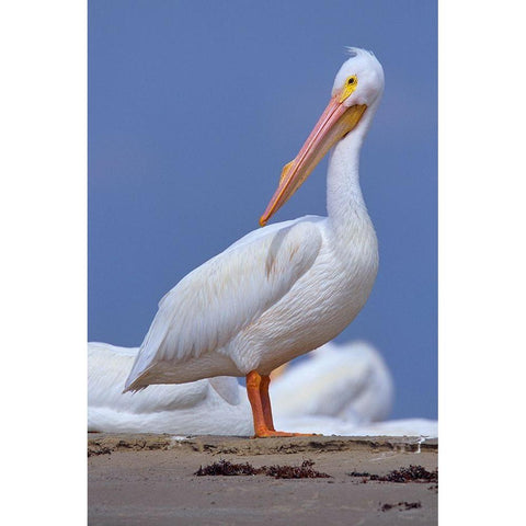 White Pelican Preening Gold Ornate Wood Framed Art Print with Double Matting by Fitzharris, Tim