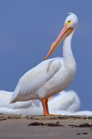 White Pelican Preening Black Ornate Wood Framed Art Print with Double Matting by Fitzharris, Tim