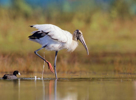 Wood Stork White Modern Wood Framed Art Print with Double Matting by Fitzharris, Tim