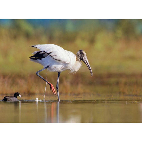 Wood Stork White Modern Wood Framed Art Print by Fitzharris, Tim