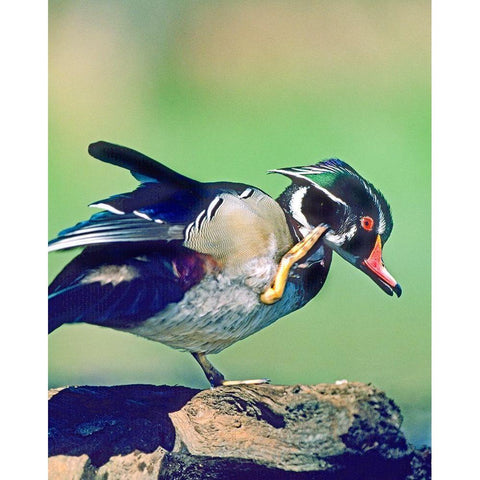 Wood Duck Drake Scratching Gold Ornate Wood Framed Art Print with Double Matting by Fitzharris, Tim