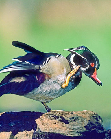 Wood Duck Drake Scratching White Modern Wood Framed Art Print with Double Matting by Fitzharris, Tim