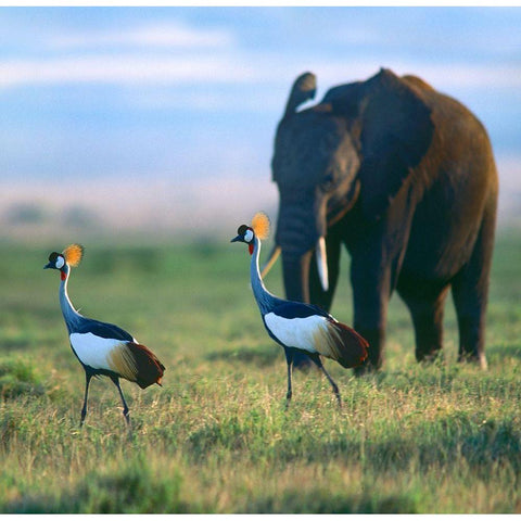 Crowned Cranes with Elephant-Amboseli National Park-Kenya White Modern Wood Framed Art Print by Fitzharris, Tim