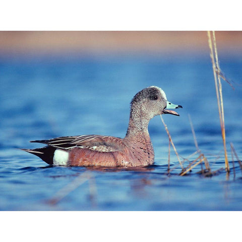 American Widgeon Black Modern Wood Framed Art Print by Fitzharris, Tim