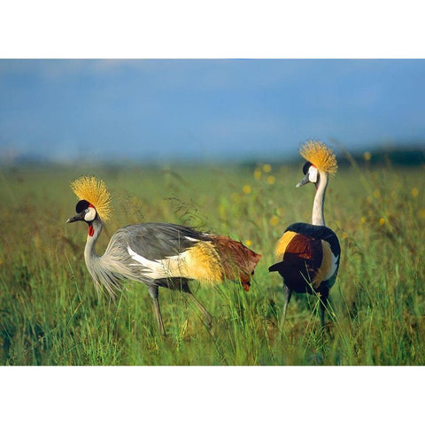 Crowned Cranes-Kenya Black Modern Wood Framed Art Print with Double Matting by Fitzharris, Tim