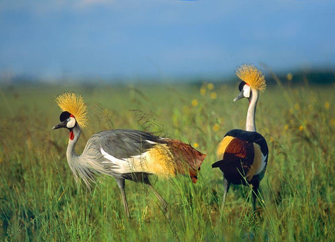 Crowned Cranes-Kenya White Modern Wood Framed Art Print with Double Matting by Fitzharris, Tim