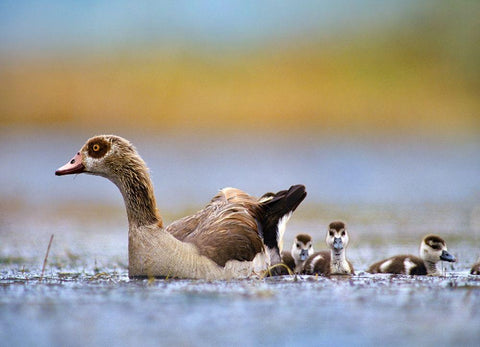 Egyptian Goose with Goslings-Tanzania White Modern Wood Framed Art Print with Double Matting by Fitzharris, Tim