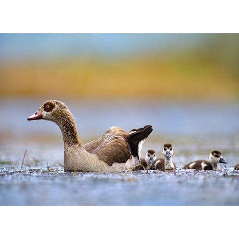 Egyptian Goose with Goslings-Tanzania White Modern Wood Framed Art Print by Fitzharris, Tim