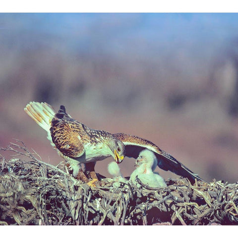 Ferruginous Hawks Gold Ornate Wood Framed Art Print with Double Matting by Fitzharris, Tim