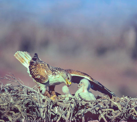 Ferruginous Hawks White Modern Wood Framed Art Print with Double Matting by Fitzharris, Tim