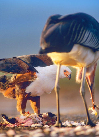 African Fish Eagle and Marabou over Flamigo Carcass-Kenya White Modern Wood Framed Art Print with Double Matting by Fitzharris, Tim