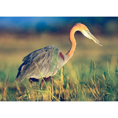 Goliath Heron White Modern Wood Framed Art Print by Fitzharris, Tim