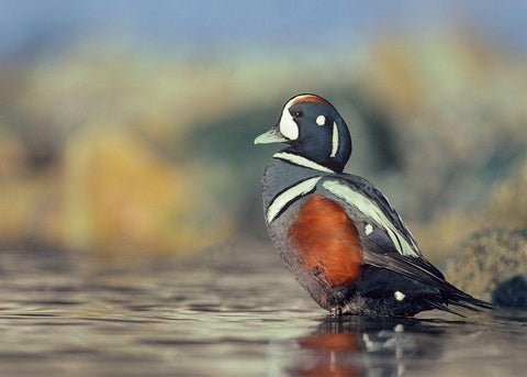 Harlequin Duck-White Rock Beach-British Columbia Black Ornate Wood Framed Art Print with Double Matting by Fitzharris, Tim