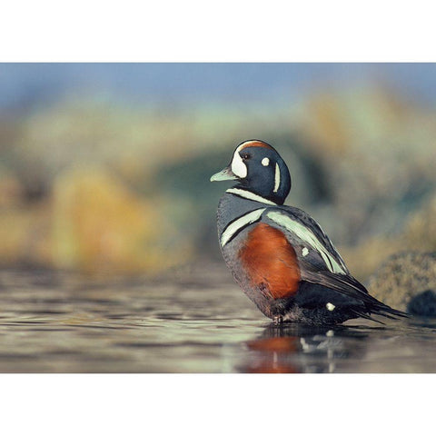 Harlequin Duck-White Rock Beach-British Columbia White Modern Wood Framed Art Print by Fitzharris, Tim