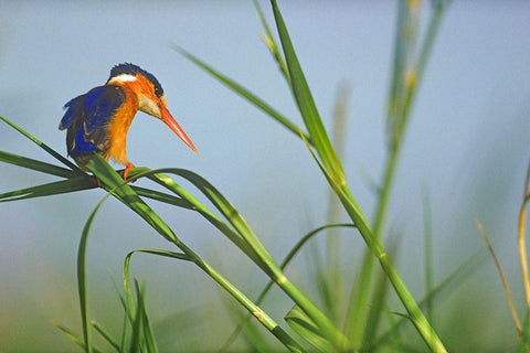 Malachite Kingfisher Fishing-Kenya White Modern Wood Framed Art Print with Double Matting by Fitzharris, Tim