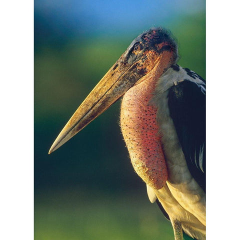 Marabou Stork-Kenya I Gold Ornate Wood Framed Art Print with Double Matting by Fitzharris, Tim