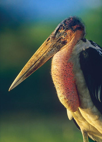 Marabou Stork-Kenya I Black Ornate Wood Framed Art Print with Double Matting by Fitzharris, Tim