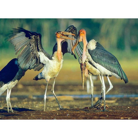 Marabou Storks Black Modern Wood Framed Art Print by Fitzharris, Tim