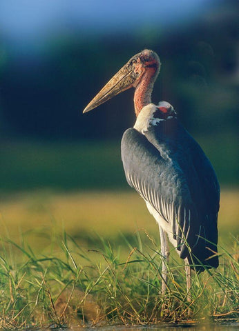 Marabou Stork-Kenya II White Modern Wood Framed Art Print with Double Matting by Fitzharris, Tim