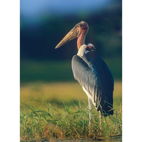 Marabou Stork-Kenya II Black Modern Wood Framed Art Print with Double Matting by Fitzharris, Tim