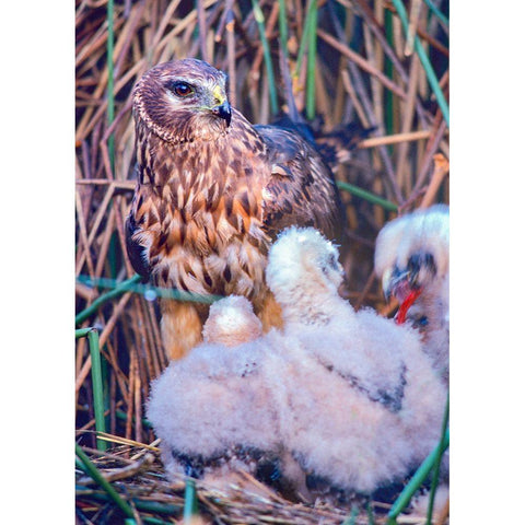 Marsh Hawks White Modern Wood Framed Art Print by Fitzharris, Tim