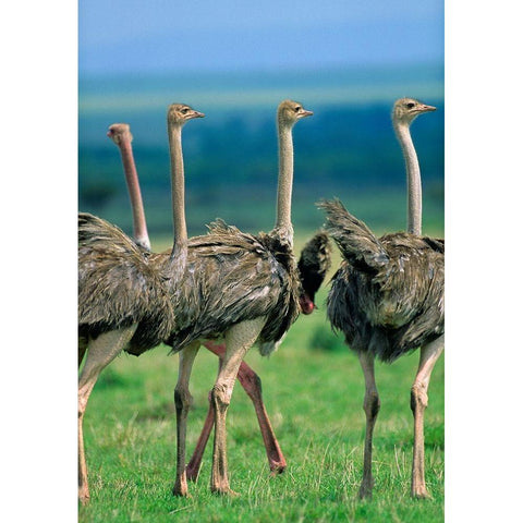 Young Ostriches-Kenya Gold Ornate Wood Framed Art Print with Double Matting by Fitzharris, Tim