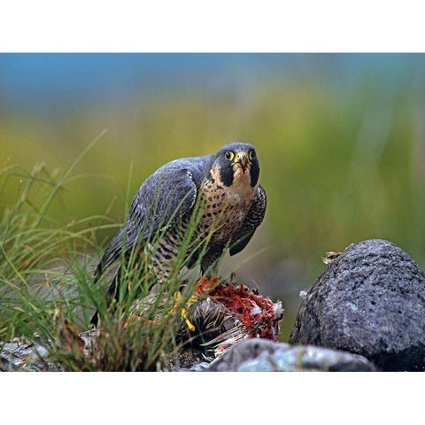 Peregrine Falcon with Duck Black Modern Wood Framed Art Print with Double Matting by Fitzharris, Tim