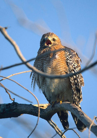 Red-Shouldered Hawk II Black Ornate Wood Framed Art Print with Double Matting by Fitzharris, Tim