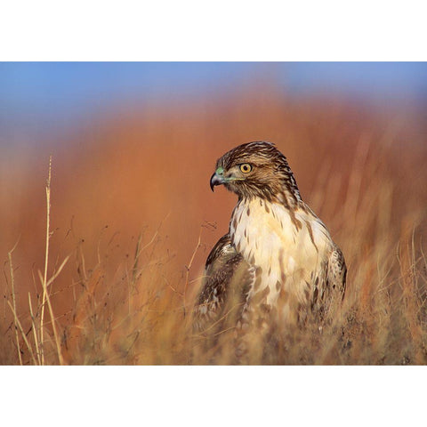 Redtail Hawk Black Modern Wood Framed Art Print with Double Matting by Fitzharris, Tim