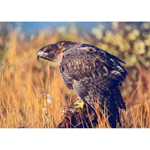 Red-tailed Hawk Black Modern Wood Framed Art Print with Double Matting by Fitzharris, Tim