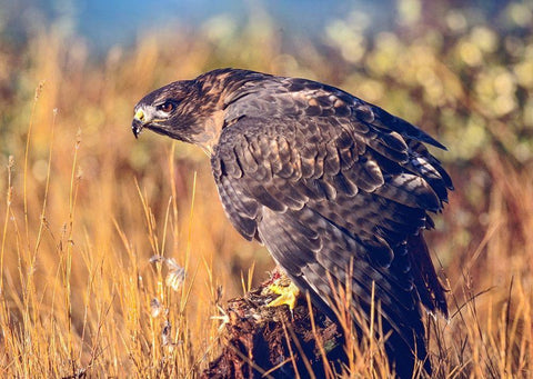 Red-tailed Hawk White Modern Wood Framed Art Print with Double Matting by Fitzharris, Tim