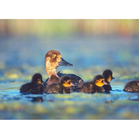 Lesser Scaup Hen with Young Black Modern Wood Framed Art Print with Double Matting by Fitzharris, Tim
