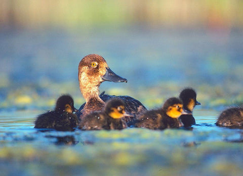 Lesser Scaup Hen with Young White Modern Wood Framed Art Print with Double Matting by Fitzharris, Tim