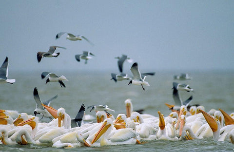 White Pelicans and Gulls Fishing-Texas Coast White Modern Wood Framed Art Print with Double Matting by Fitzharris, Tim