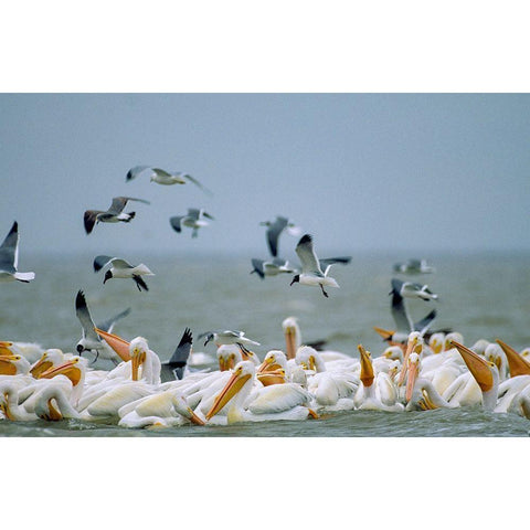White Pelicans and Gulls Fishing-Texas Coast Black Modern Wood Framed Art Print with Double Matting by Fitzharris, Tim