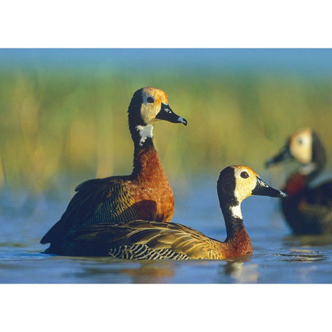 White-faced Tree Ducks-Kenya I Black Modern Wood Framed Art Print with Double Matting by Fitzharris, Tim