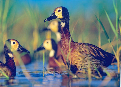 White-faced Tree Ducks-Kenya II Black Ornate Wood Framed Art Print with Double Matting by Fitzharris, Tim