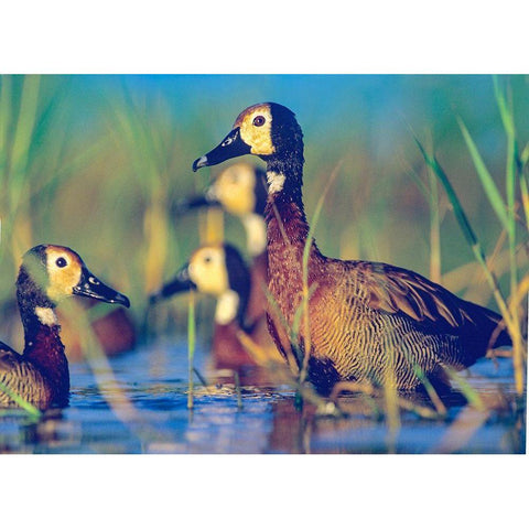 White-faced Tree Ducks-Kenya II Gold Ornate Wood Framed Art Print with Double Matting by Fitzharris, Tim